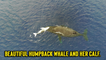 'Breathtaking Drone Footage of Humpback Whale & her Calf Swimming Across the Pacific '