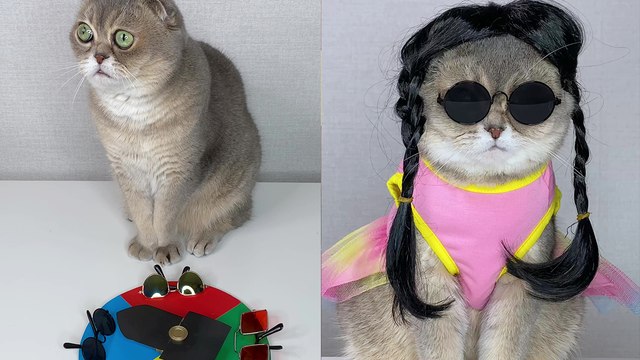 'This Cat has the BEST Fashion Advisor *≈6 Million Views*'