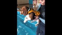 Funny And SOO Cute Beagle Puppies Compilation - Cutest Beagle Puppy #05
