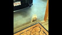 Funny and Cute golden retriever Puppies Compilation #3 - Cutest Golden Puppies