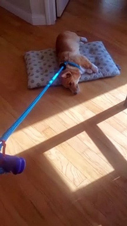 Doggy Makes a Choice Between Walking and Bed