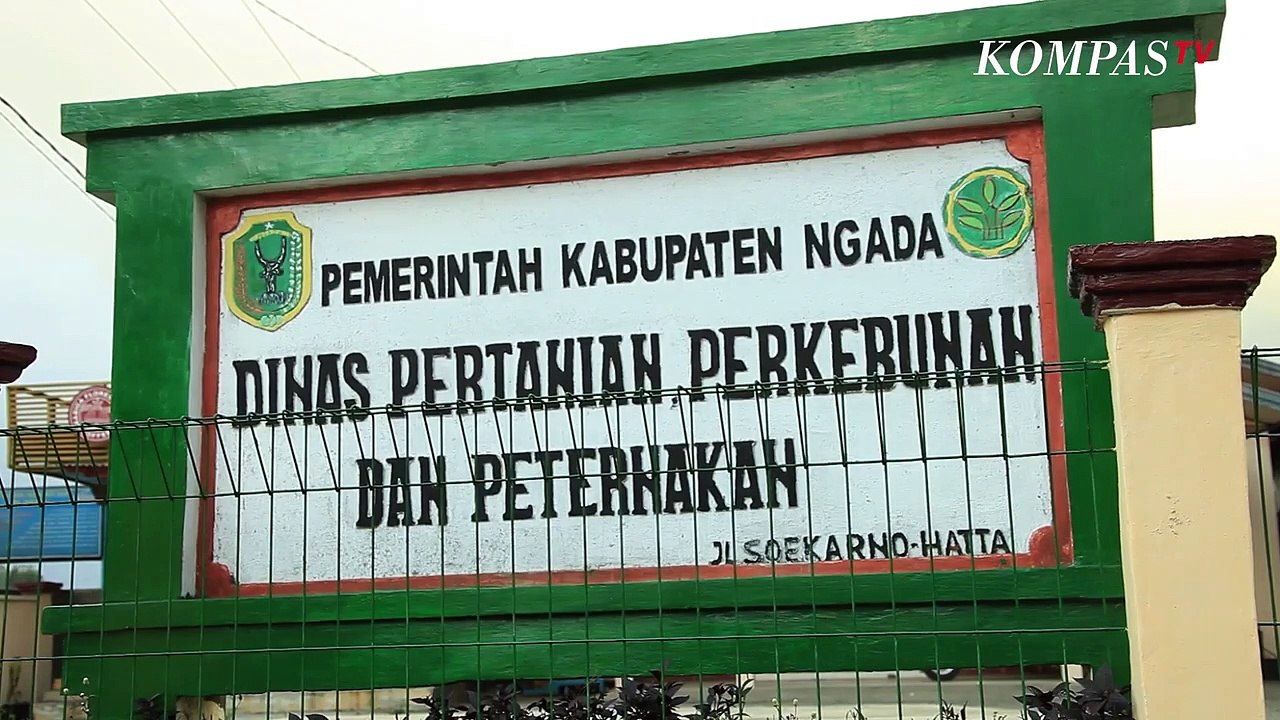 Keunikan Kopi Bajawa Flores NTT, Ada Aroma Kacang-kacangan!