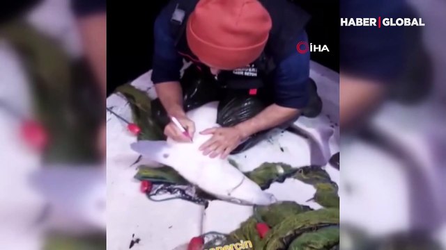 Trabzonlu balıkçının köpekbalığı ile diyalogu izleyenleri kırdı geçirdi: Dur fenaluk yapma... Özledin mi beni...