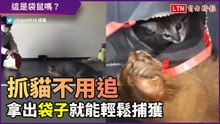 有袋鼠的靈魂？一個袋子輕鬆捕獲頑皮貓