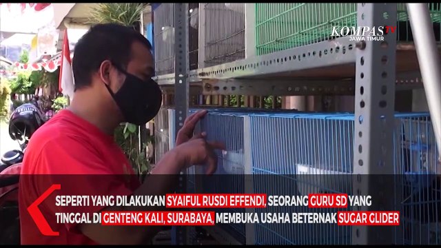 Potensi Bisnis Ternak Sugar Glider