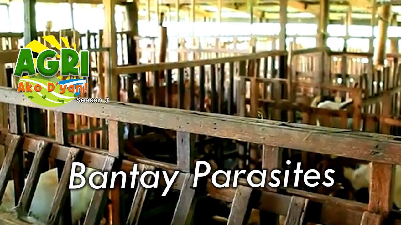 Bantay Parasites
