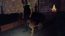 Firenze, muore il cane Golia, eroe dell'unità cinofila dei Vigili del fuoco
