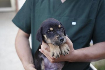 Son dakika haber | SELDE KURTARILAN YAVRU KÖPEĞE 'MUCİZE' İSMİ VERİLDİ
