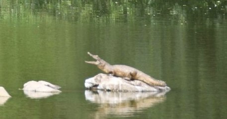 Dans le Finistère, un crocodile posé sur un rocher, mobilisant pompiers et des gendarmes, était en fait... empaillé