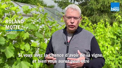 Roland Motte, jardinier : la taille en vert de la vigne