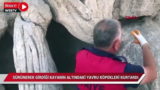 Sürünerek girdiği kayanın altındaki yavru köpekleri kurtardı