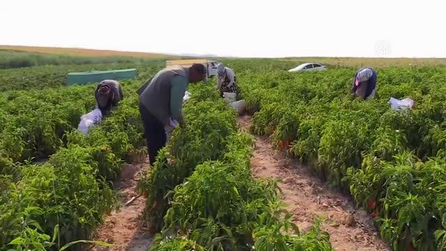 ŞANLIURFA - Urfa İsotu nun Avrupa pazarındaki hakimiyeti Taste Of Urfa markasıyla artırılacak