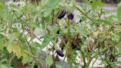 Arquitetos procuram soluções verdes para refrescar edifícios