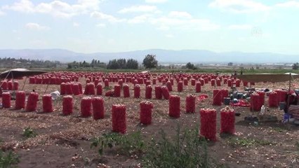 Suluova ilçesinde erkenci kuru soğan hasadı başladı