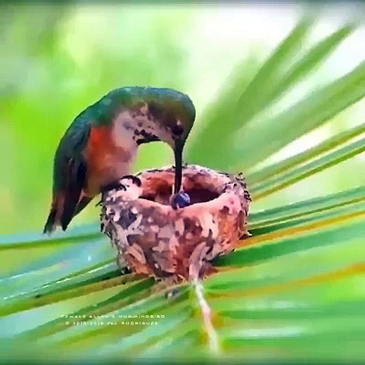 Hummingbird Part 1