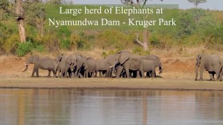 Large herd of Elephants seen at Nwamunda Dam Kruger National Park