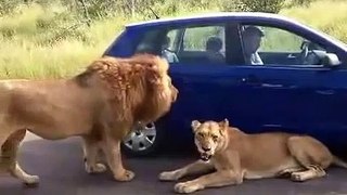Lions roadblock stops tourist from driving off in Kruger National Park!!