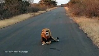 Male Lion Roaring - The Sound That Gives You Goosebumps Kruger National Park.