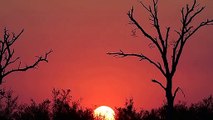 Sunrise Time-lapse in Kruger National Park l B1 Photo Safaris