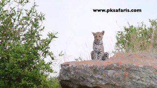 Three Leopard cubs seen on Safari in Kruger National Park