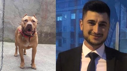 ‘Denizde saldıran pitbull öldürdü’ iddiası