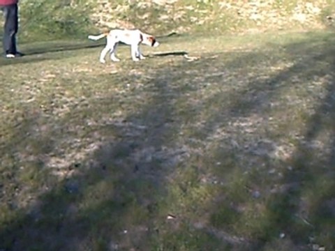 épagneul breton à l'arret