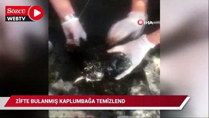 Zifte bulanmış halde bulunan kaplumbağa, temizlenerek tekrar doğaya bırakıldı