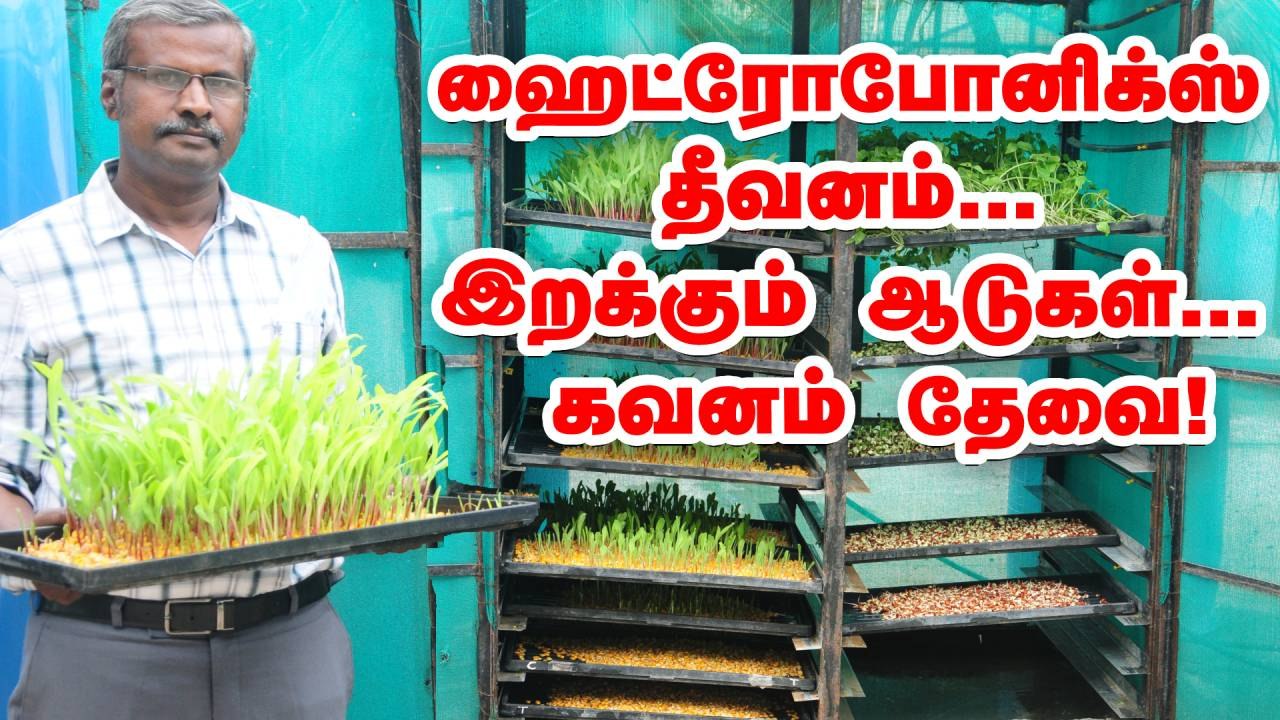 25 சதுர அடியில் தீவன உற்பத்தி... ஹைட்ரோபோனிக்ஸ் நன்மைகள் மற்றும் தீமைகள்!  hydroponics feeder