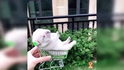 Aww Animals! So Cute Cat - Cute and Funny Videos Compilation #29