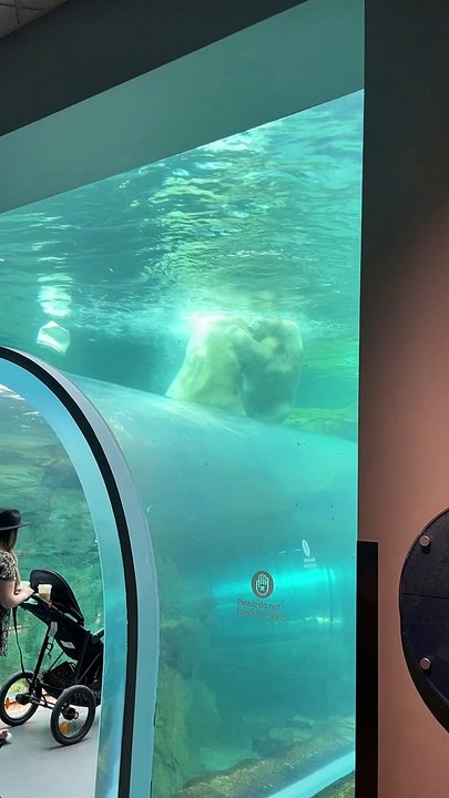 Polar Bears Play in the Pool