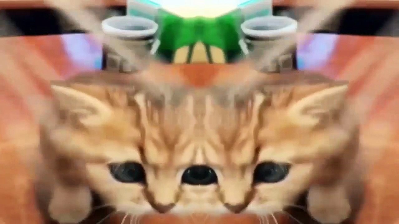 Funny Animals - Cute Cats #9 - Animals Video 2021