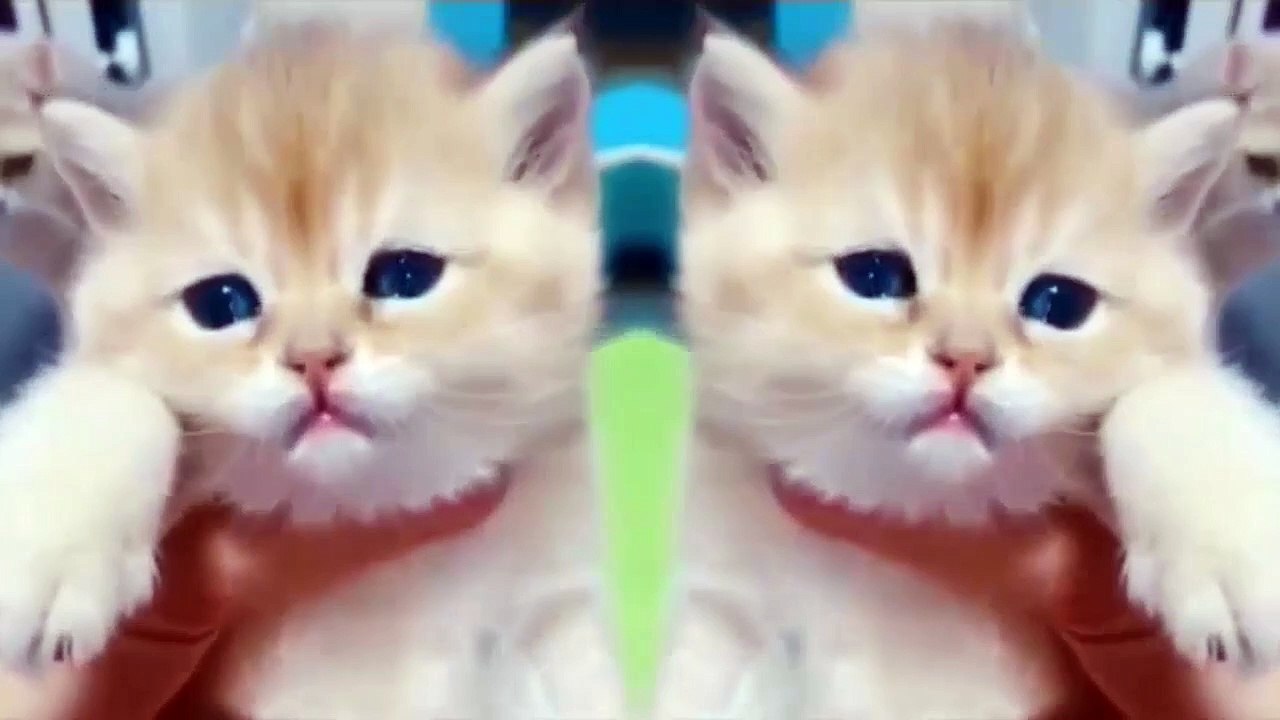 Funny Animals - Cute Cats #14 - Animals Video 2021