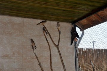 Afyonkarahisar'da 12 kerkenez doğaya salındı