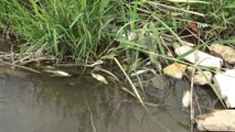 Karasu Nehri’nde toplu balık ölümü