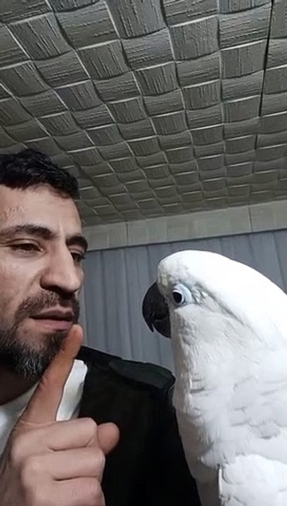 canavar  bulut. kafa atiyo.