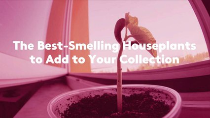 The Best-Smelling Houseplants to Add to Your Collection