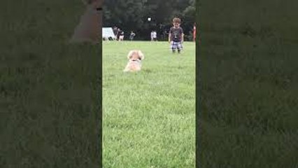 Boy and Dog are Bound to be Buddies