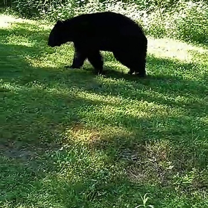 Bear Scratches Itself on Pole
