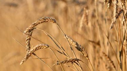 Pénurie de blé : une inquiétude légitime sur le prix des pâtes ?