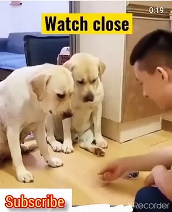 chien qui joue a retrouver l'objet