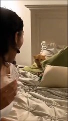 "C'est mon lit..." Chat en colère