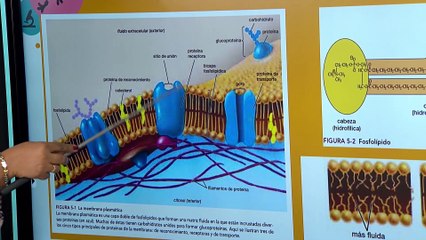 10° Media | Biología 19-08-2021