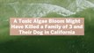 A Toxic Algae Bloom Might Have Killed a Family of 3 and Their Dog in California—Here's Wha