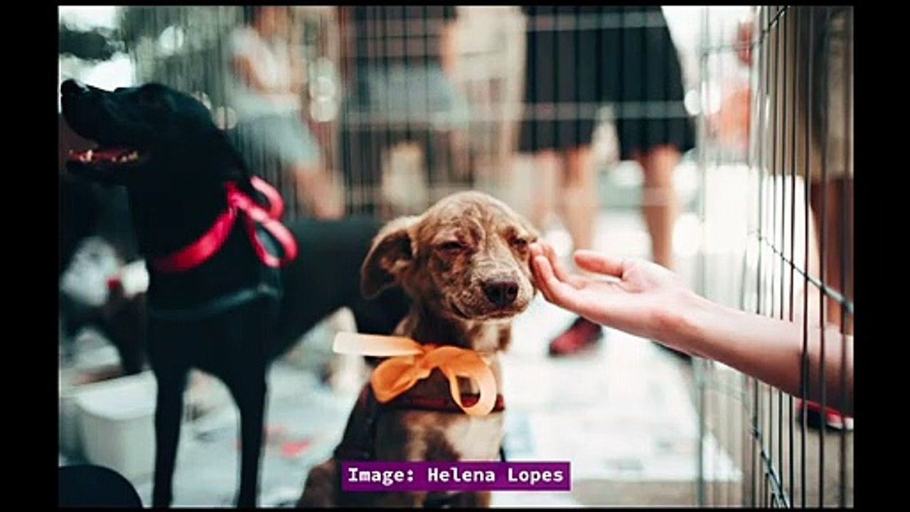 More Dogs & Quotes - Early Morning Motivation - Inspirational Quotes Compilation
