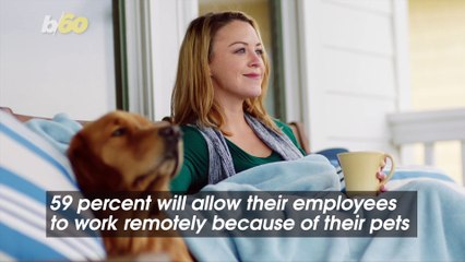 In a Post-Pandemic World, People Want to Bring Their Pets to Work