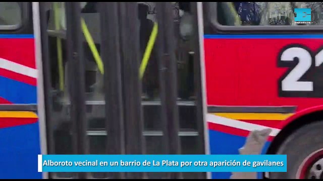 Alboroto vecinal en un barrio de La Plata por otra aparición de gavilanes