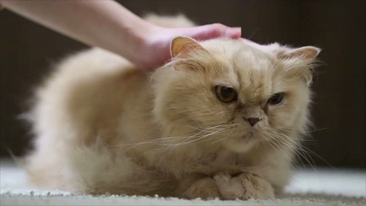 Are Cats Ticklish?