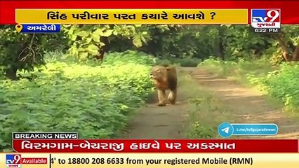 Environmentalists fume after lions rescued from Rajula don't turn back, Amreli _ TV9News