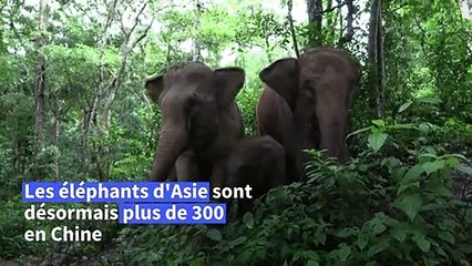 En Chine, cohabitation douce-amère entre éléphants et villageois