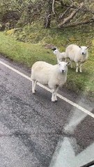 Sheep Family Stops Lady on Highway